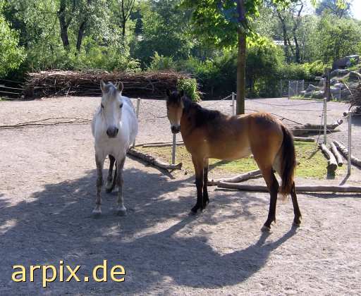 animal rights mammal horse zoo  steed 