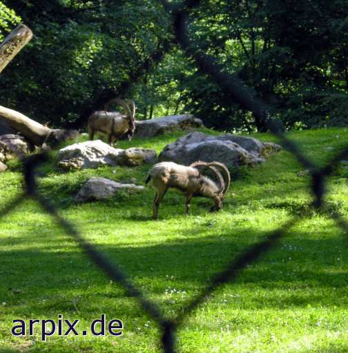 animal rights steinbock zaun zoo  gehege zoologisch tierpark wildpark park 