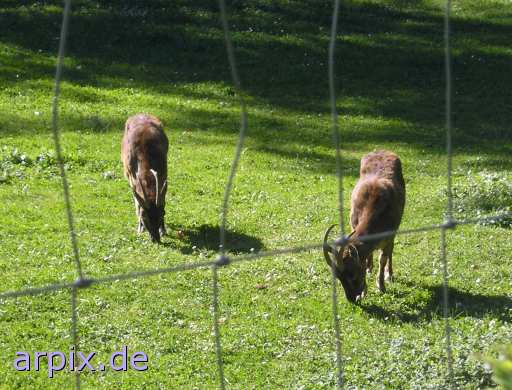 animal rights ibex fence zoo  