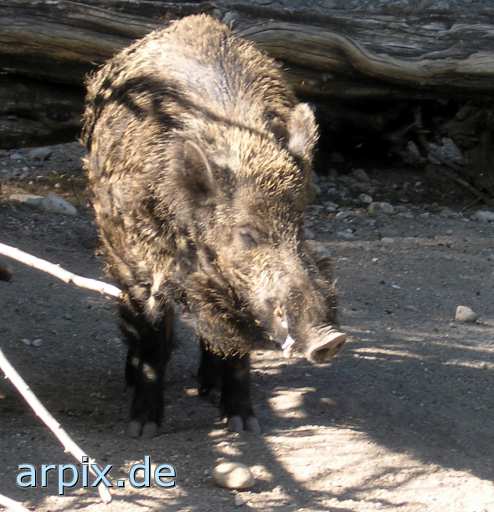 animal rights wildschwein säugetier schwein zoo  wildschweine schweine sau säue zoologisch tierpark wildpark park 