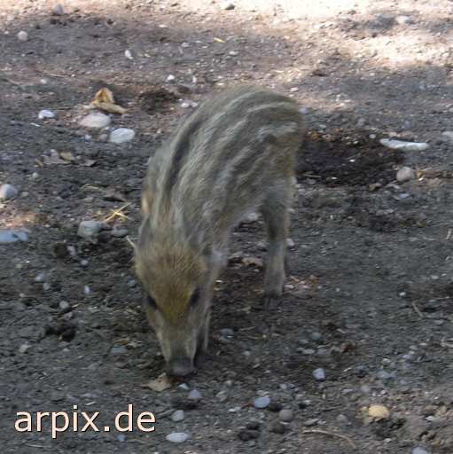 animal rights wildschwein säugetier schwein zoo  wildschweine schweine sau säue zoologisch tierpark wildpark park 