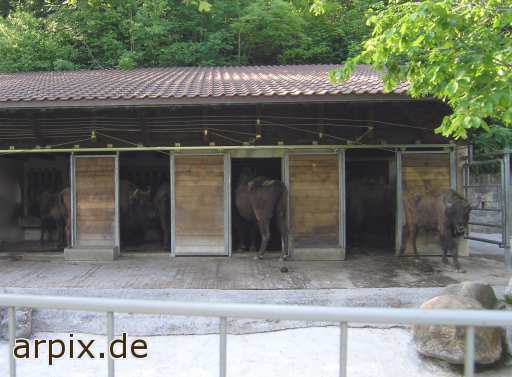 animal rights zoo bison  zoologisch tierpark wildpark park wisent 