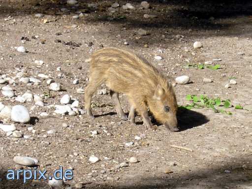 animal rights wildschwein schwein säugetier zoo  wildschweine schweine sau säue zoologisch tierpark wildpark park 