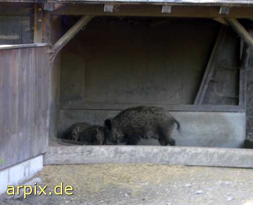 animal rights wildschwein säugetier schwein stall zoo  wildschweine schweine sau säue ställe zoologisch tierpark wildpark park 