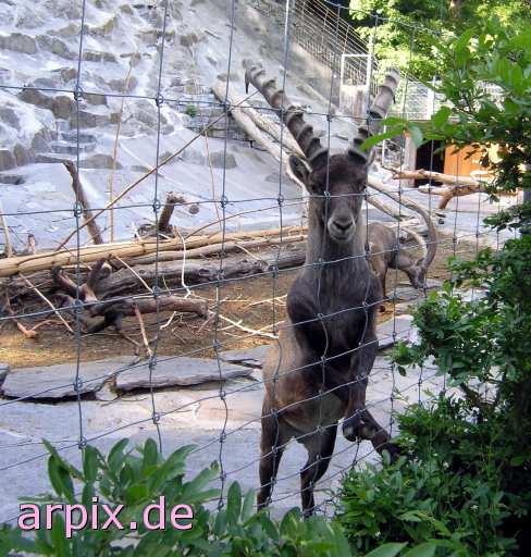 animal rights ibex fence zoo  