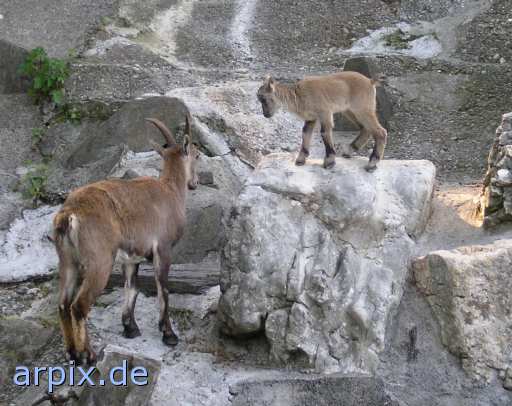 animal rights ibex fawn zoo  