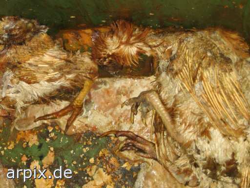 animal rights bird chicken corpse  hen cadaver 