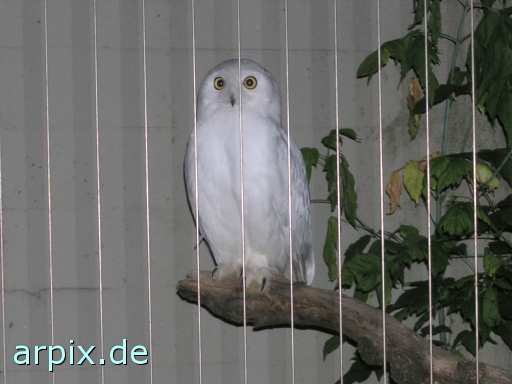 animal rights white owl zoo  