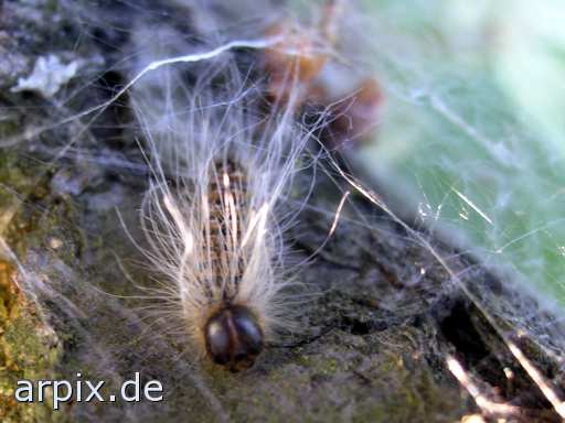 animal rights caterpillar web unknown insect  eruca grub inchworm canker 