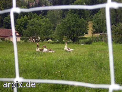 animal rights meadow object fence bird goose  geese 