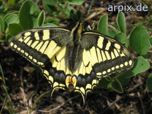 animal rights butterfly free insect swallowtail  