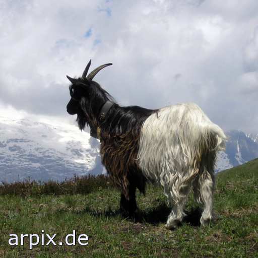 animal rights  mammal goat  