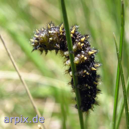 animal rights caterpillar unknown insect  eruca grub inchworm canker 