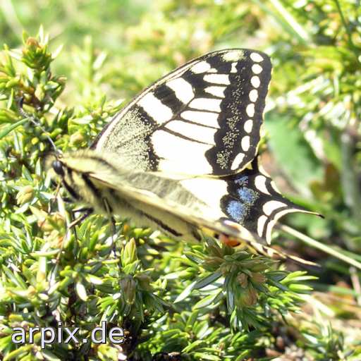 animal rights butterfly free insect swallowtail  