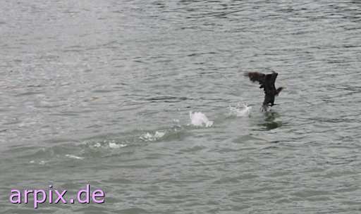 animal rights great cormorant sea raven free bird  