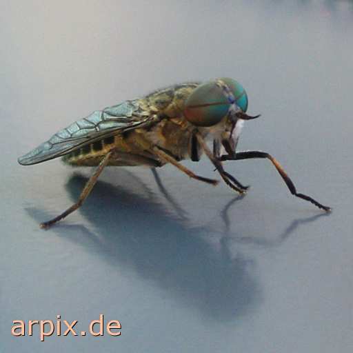 animal rights gadfly horse fly free insect  
