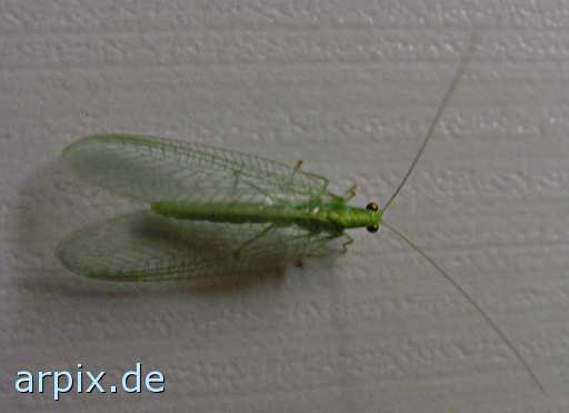 animal rights free common green lacewing insect  
