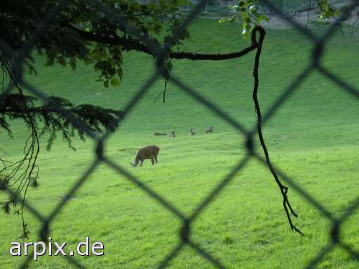 animal rights deer meadow fence  