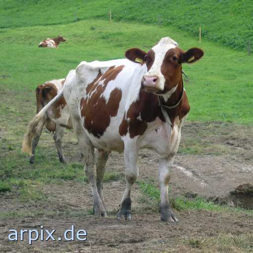 animal rights earmark mammal cattle cow  