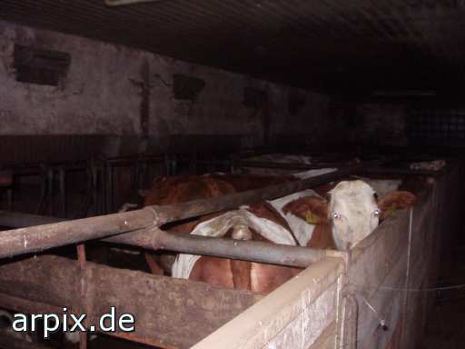 animal rights stable mammal cattle  