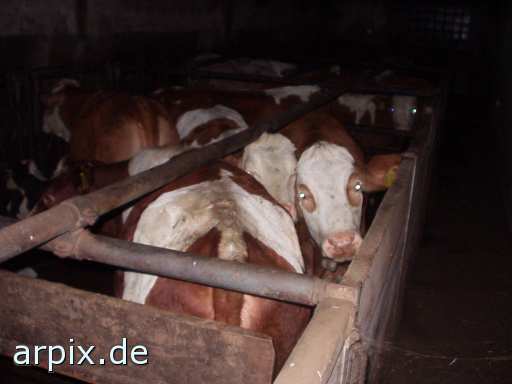 animal rights  stall säugetier rind  ställe bulle stier kühe rinder 