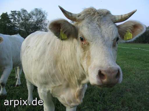 animal rights meadow cow mammal cattle earmark  