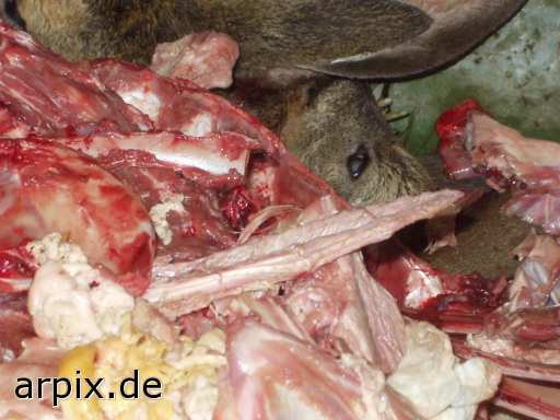 animal rights deer corpse object garbage mammal sheep animal product flesh  cadaver 