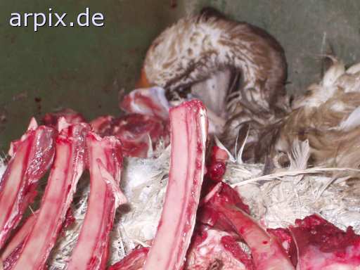 animal rights leiche stall objekt mülltonne säugetier schaf vogel gans  leichen ställe schafe vögel gänse 