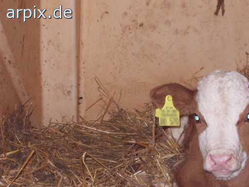 animal rights stable mammal cattle calf  calves 