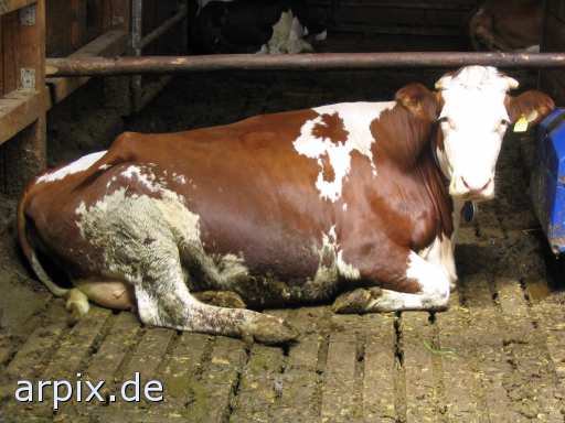 animal rights stall säugetier rind  ställe bulle stier kühe rinder 