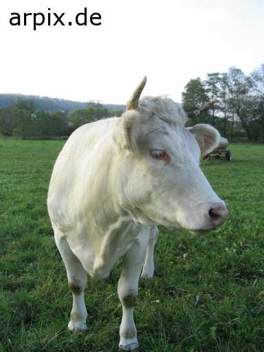 animal rights weide kuh säugetier rind  wiese bulle stier kühe rinder 