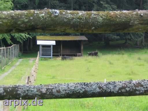 animal rights zoo säugetier rind  zoologisch tierpark wildpark park bulle stier kühe rinder 
