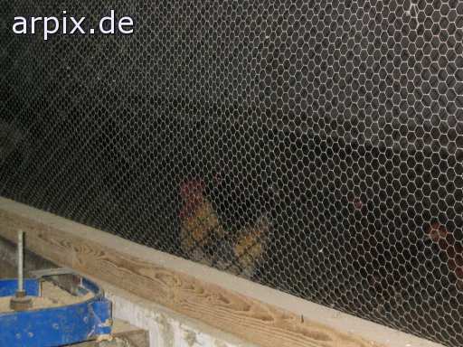animal rights stall vogel huhn bio freilandhaltung  ställe vögel hühner freiland 