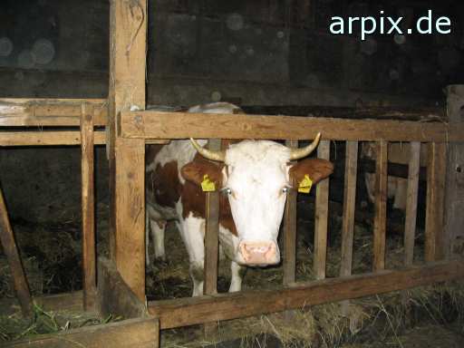 animal rights bio stall säugetier rind kuh  ställe bulle stier kühe rinder 