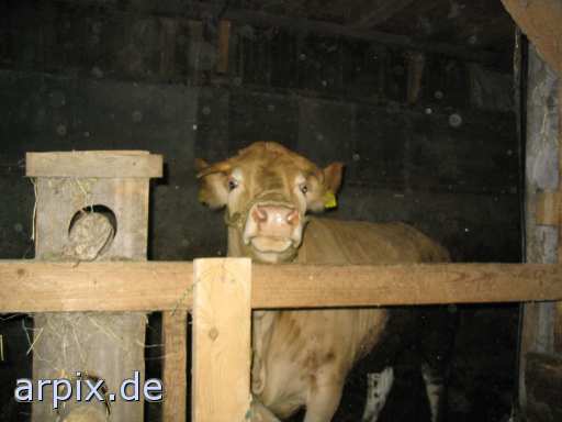 animal rights bio stall säugetier rind stier  ställe bulle stier kühe rinder 