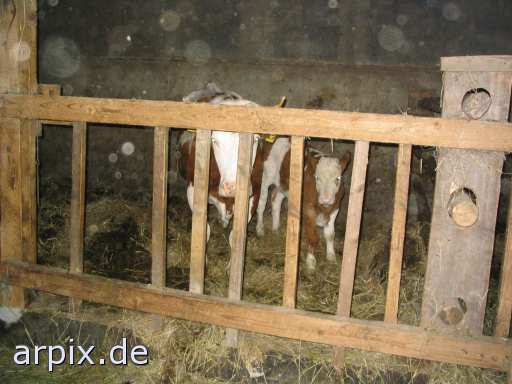 animal rights bio stall säugetier rind kuh  ställe bulle stier kühe rinder 