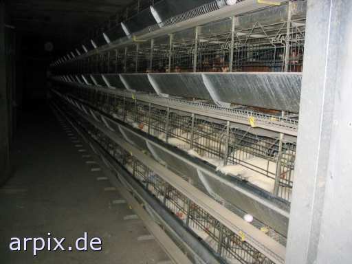 animal rights  objekt käfig tierqualprodukt ei vogel huhn legebatterie  käfighaltung käfige eingesperrt eier vögel hühner 