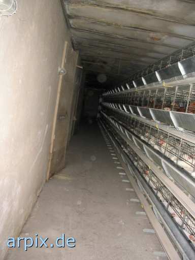 animal rights objekt käfig vogel huhn legebatterie  käfighaltung käfige eingesperrt vögel hühner 