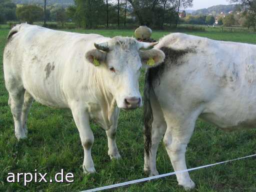 animal rights earmark meadow cow mammal cattle  