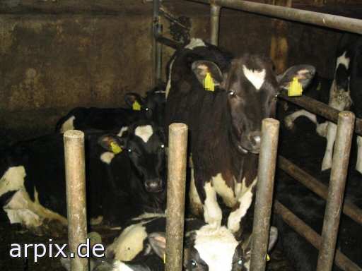 animal rights stall säugetier rind kuh  ställe bulle stier kühe rinder 