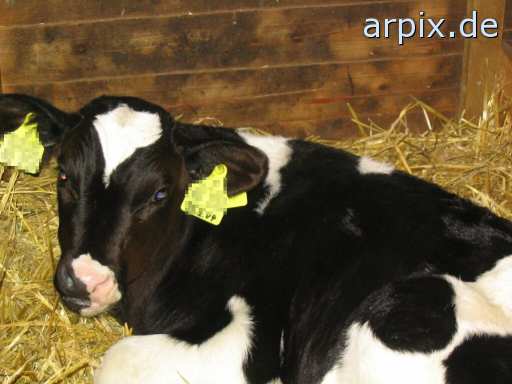 animal rights stable mammal cattle calf  calves 