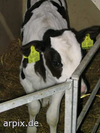 animal rights stall säugetier rind kalb  ställe bulle stier kühe rinder kälber 