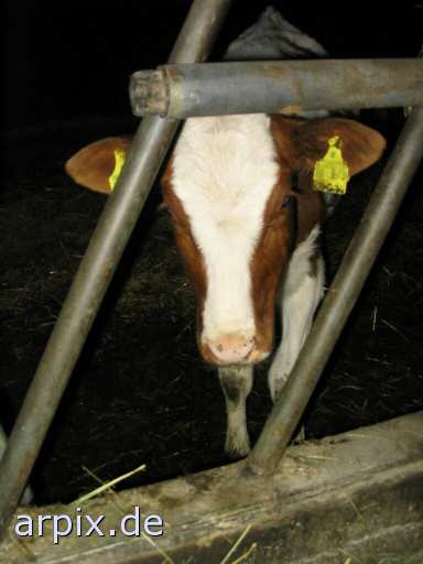 animal rights stall säugetier rind kalb  ställe bulle stier kühe rinder kälber 