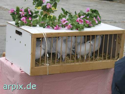animal rights object cage bird pigeon  dove 
