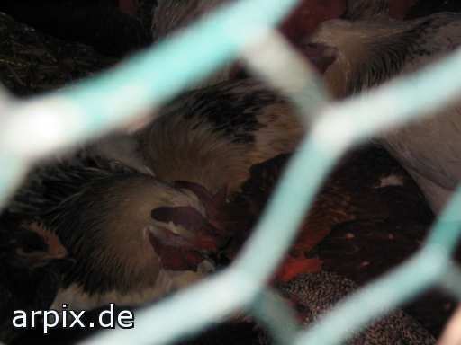 animal rights object cage bird chicken freerange  hen 
