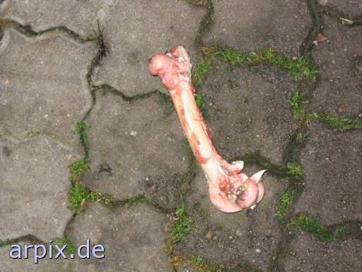 animal rights bone corpse slaughter house  cadaver slaughterhouse 