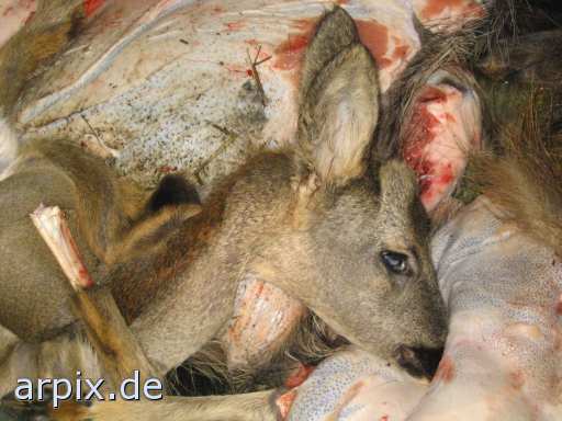 animal rights deer hunt corpse object garbage  shoot cadaver 