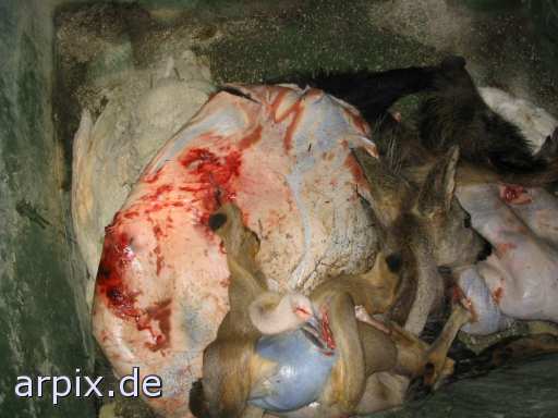 animal rights wildschwein reh jagd leiche objekt mülltonne  wildschweine rehe jagt leichen 