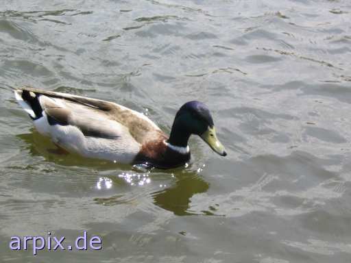 animal rights free bird duck  canard drake 