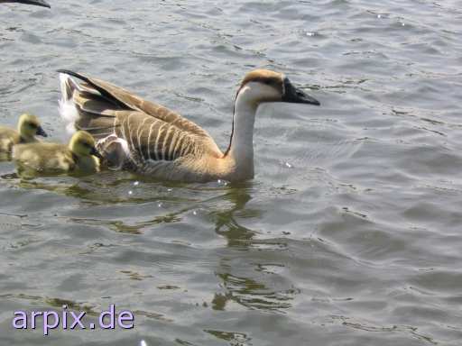 animal rights duckling free bird duck  canard drake 